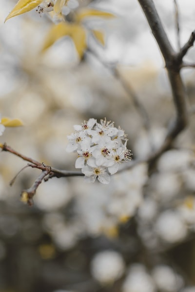 白色花瓣花的选择性聚焦照片
